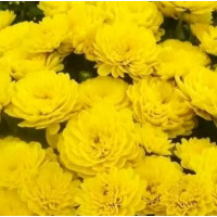 Gigi Yellow мультифлора